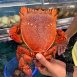 Cua huỳnh đế sống, đánh bắt tự nhiên size 500-700 gr/con