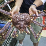 Cua hoàng đế sống gãy 1-3 chân size 3-4kg/con