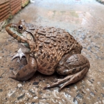 Ếch còn sống nuôi an toàn VietGAP 3-4 con/kg