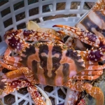 Ghẹ đỏ sống tươi ngon loại 1 size 3-4 con/kg