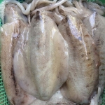 Mực lá đông lạnh thịt dày ngon size 1kg/con