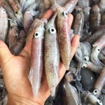 Mực trứng đông lạnh loại 1 size 8-10 con/kg