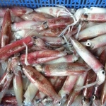 Mực trứng câu đông lạnh giá tốt size 20-30 con/kg