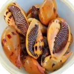 Ốc vôi thiên nhiên sống loại đặc biệt 0,7-1 kg/con