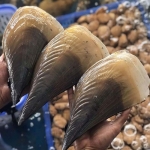 Sò mai sống thiên nhiên size 8-10 con/kg