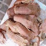 Tôm mũ ni trắng (tôm vỗ) đông lạnh size 6-7 con/kg