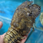 Tôm mũ ni đen (tôm vỗ) đông lạnh size 4-6 con/kg