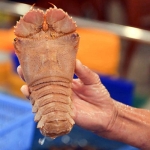 Tôm mũ ni trắng (tôm vỗ) đông lạnh giá tốt size 2-3 con/kg