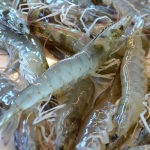 Tôm thẻ sống, nuôi thiên nhiên giá tốt size 35-40 con/kg