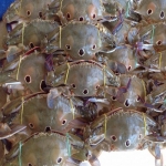 Ghẹ ba chấm tươi sống loại 1 giá tốt size 5-6 con/kg