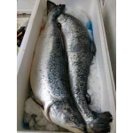 Cá hồi nguyên con đông lạnh nhập khẩu 6-7 kg/con