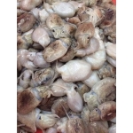 Mực nang tươi giá tốt và an toàn size 8-10 con/kg