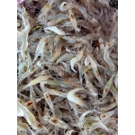 Tép đồng an toàn tươi rói, giá tốt  Loại 1