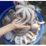 Bạch tuộc tươi sống vừa đánh bắt size 2-3 con/kg
