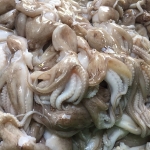 Bạch tuộc tươi sống vừa đánh bắt size 8-10 con/kg