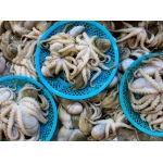 Bạch tuộc tươi đã làm sạch cấp đông giá tốt size 10-20 con/kg