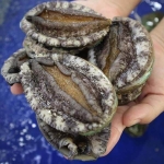 Bào ngư Hàn Quốc viền đen tách vỏ đông lạnh bổ dưỡng 5-6 con/kg