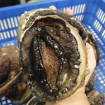 Bào ngư Úc viền đen tách vỏ đông lạnh cao cấp 2-3 con/kg