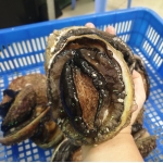 Bào ngư New Zealand viền đen còn vỏ đông lạnh 5-6 con/kg