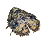 Tôm mũ ni đen (tôm vỗ) đông lạnh size 6-7 con/kg