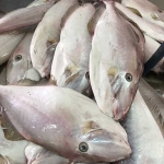 Cá bò da tươi đã lột da làm sạch loại đặc biệt . 2 kg/con