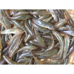 Cá bống cát tươi sống bổ dưỡng