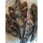 Cá bống tượng tươi sống đã làm sạchgiá tốt . 0,7-1 kg/con