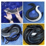 Cá chình thiên nhiên sống 1-1,5 kg/con