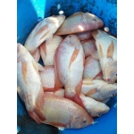 Cá điêu hồng thiên nhiên còn sống giá tốt 1-1,5 kg/con