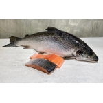 Cá hồi nguyên con đông lạnh nhập khẩu 3-4 kg/con