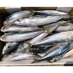 Cá nục Nhật đông lạnh Cá Saba Nhật