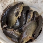 Cá rô sống mới đánh bắt giá tốt 2-3 con/kg