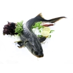 Cá tầm sống vừa đánh bắt, thịt ngon ngọt 2-3 kg/con