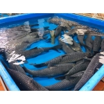 Cá trắm đen sống giá tốt 8-10 kg/con