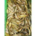 Cá trê vàng thiên nhiên còn sống, giá tốt 400-600 gr/con