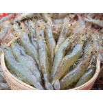 Tôm thẻ sống, nuôi an toàn size 60-70 con/kg