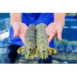 Tôm tít (bề bề) đông lạnh nguyên con size 4-5 con/kg