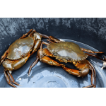 Cua thịt (cua Y) sống thiên nhiên giá tốt size 560-650 gr/con