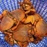 Cua huỳnh đế đông lạnh loại nhỏ cực ngon size 400-500 gr/con