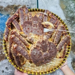 Cua hoàng đế cái (cua King) sống giá tốt size 2-3 kg/con