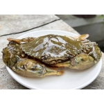 Cua lột tươi sống giá tốt size 12-15 con/kg