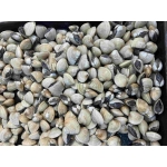 Nghêu sống giá sỉ size 40-50 con/kg