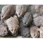 Ếch sống nuôi an toàn giá tốt hôm nay 5-6 con/kg