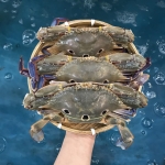 Ghẹ ba chấm tươi sống loại 1 giá tốt size 3-4 con/kg