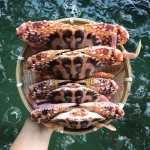 Ghẹ đỏ đông lạnh loại 1 size 4-5 con/kg