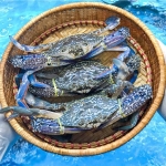 Ghẹ xanh sống vừa đánh bắt size 3-4 con/kg