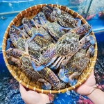 Ghẹ xanh tươi sống giá tốt size 5-6 con/kg