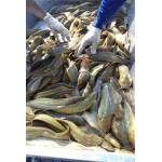 Cá trê vàng sống thiên nhiên mới đánh bắt 0,8-1,2 kg/con