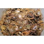 Cua đồng sống từ thiên nhiên Loại 1