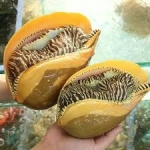 Ốc giác vàng sống loại 1, từ thiên nhiên 2,5-3 kg/con